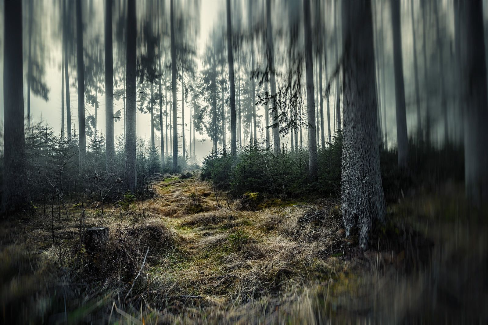 Der Weg, Schwarzwald