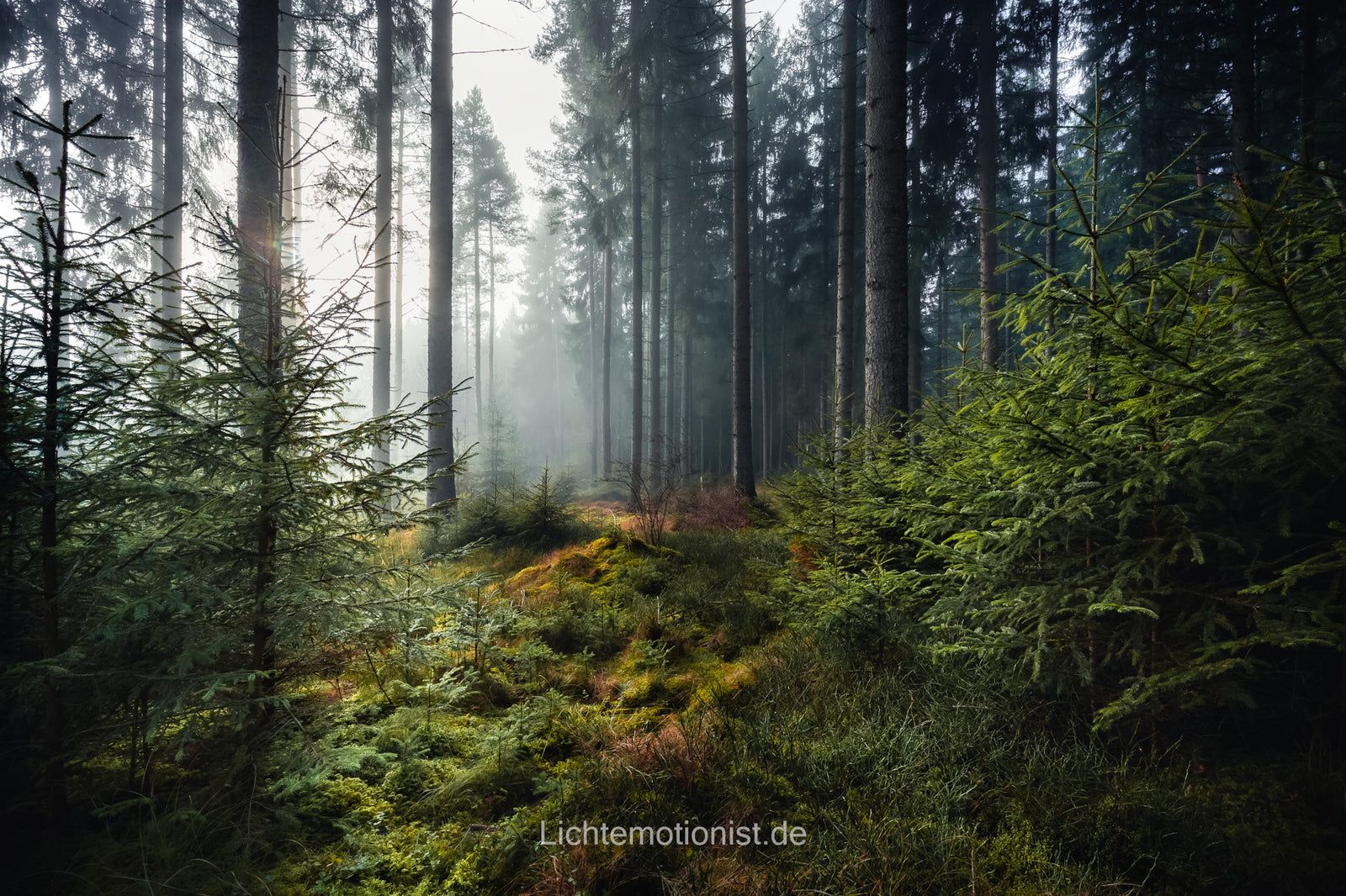 Farbenfroher Bewuchs im Nadelwald, Schwarzwald