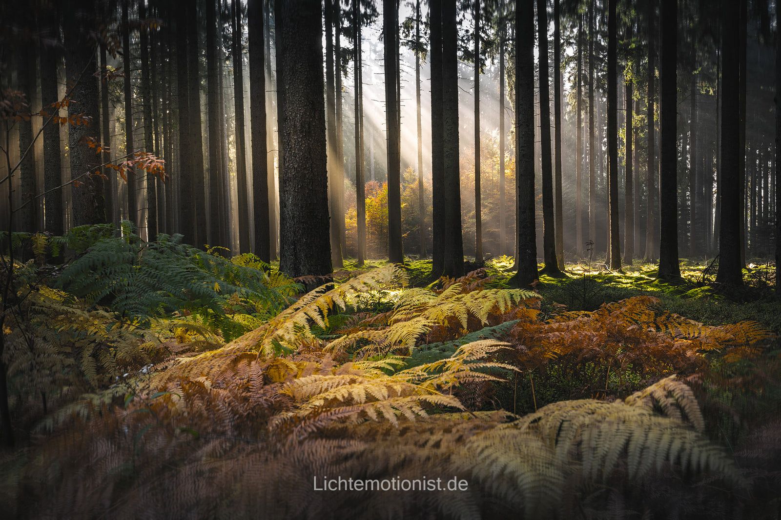Farbenfroher Waldmorgen, Schwarzwald