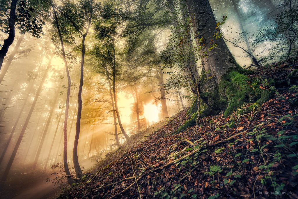 Herbstnebel I, Schwarzwald-Baar