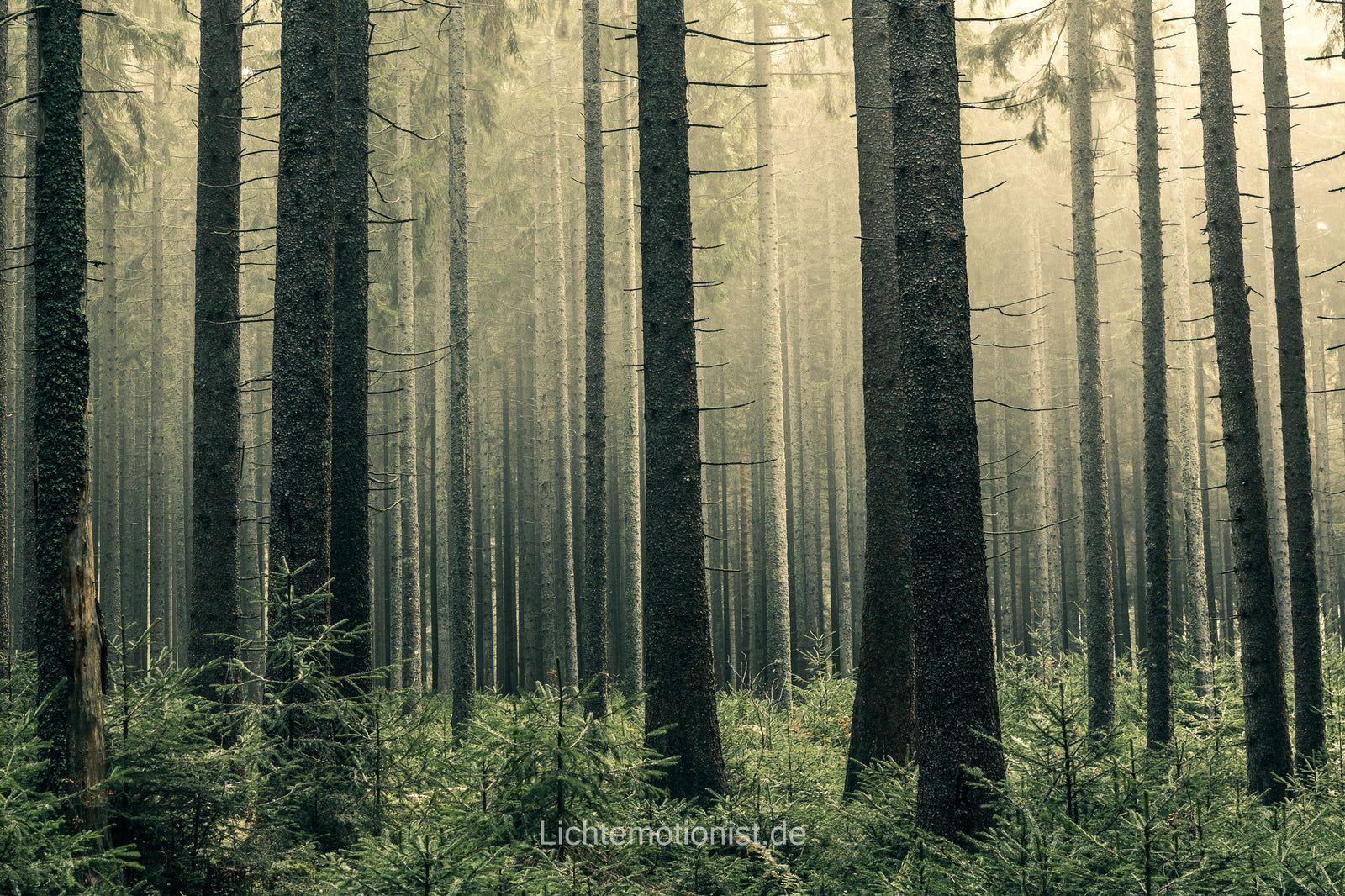 Jungtannen auf ihrem Weg zum Himmel, Schwarzwald