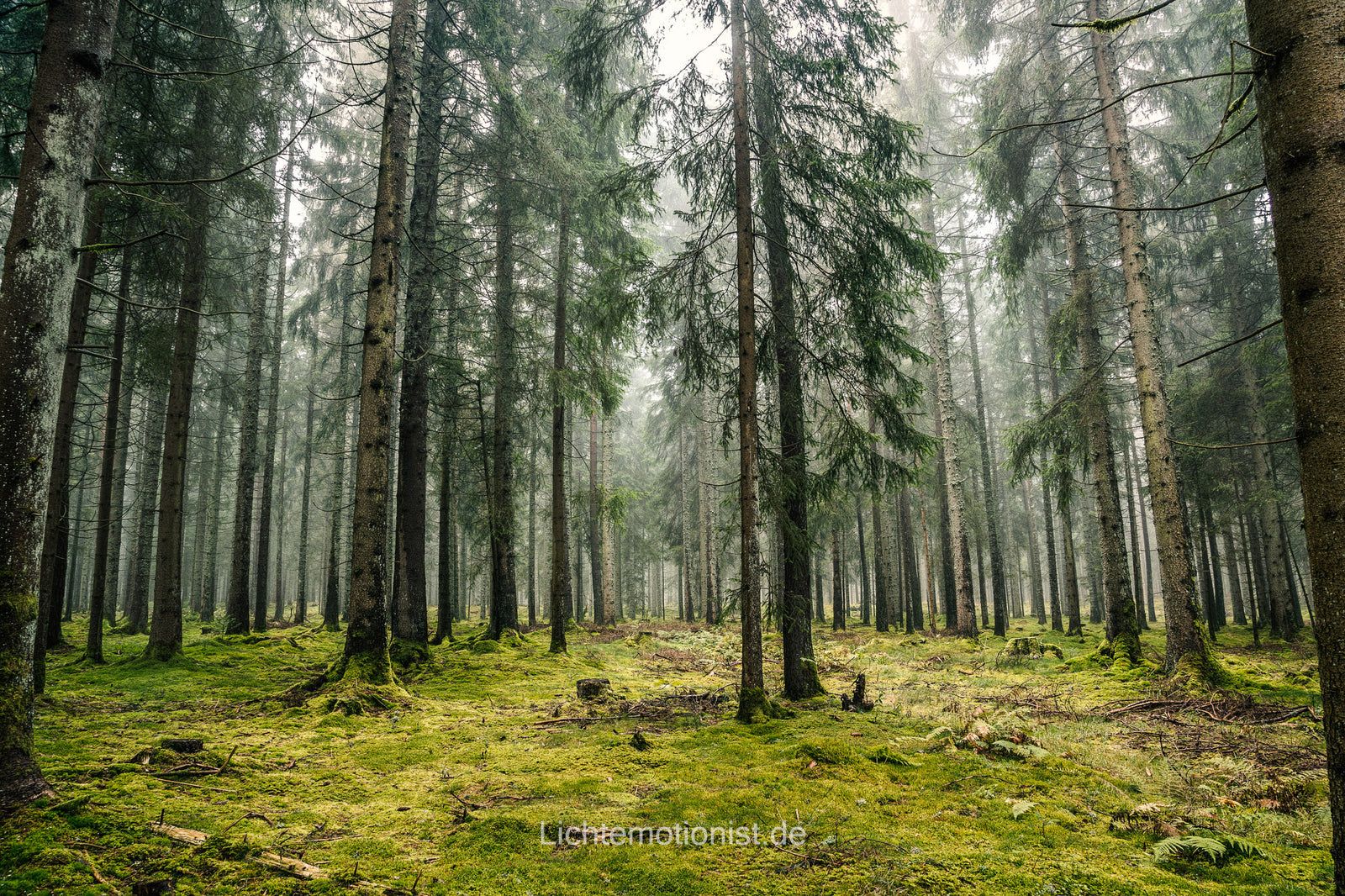 Tannen im Nebel, Schwarzwald